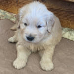 xanadu puppy 4 wks old