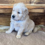 xanadu puppies 4 weeks old