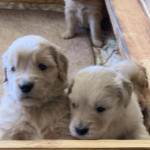 xanadu puppies 4 weeks old