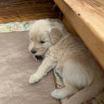 xanadu puppies 4 weeks old