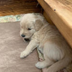 xanadu puppy 4 wks old