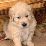xanadu puppies 4 weeks old