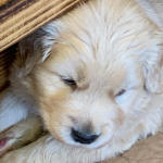 xanadu puppies 4 weeks old