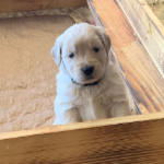 xanadu puppies 4 weeks old