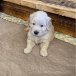 xanadu puppy 4 wks old