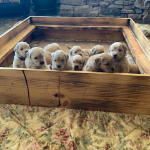 xanadu puppies 4 weeks old