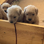 xanadu puppies 4 weeks old