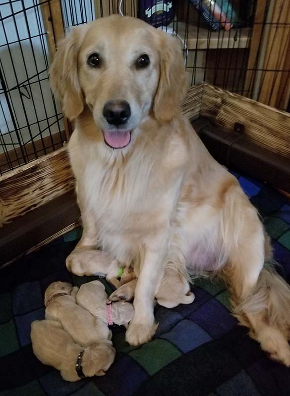 porsche and her new born puppies