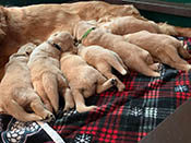 xanadu puppies 3 weeks old