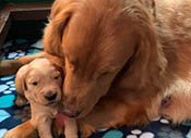 xanadu puppies 3 weeks old