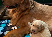 xanadu puppies 3 weeks old