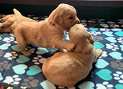xanadu puppies 3 weeks old