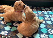 xanadu puppies 3 weeks old