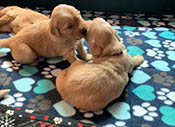 xanadu puppies 3 weeks old