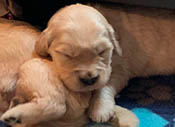 xanadu puppies 3 weeks old