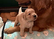 xanadu puppy 3 wks old