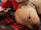 xanadu puppies 3 weeks old