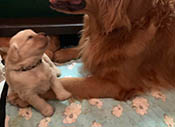 xanadu puppies 3 weeks old