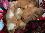 xanadu puppies 3 weeks old
