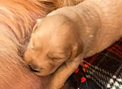 xanadu puppy 3 wks old