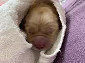 xanadu puppies newborn