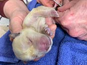 xanadu puppies newborn
