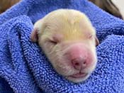 xanadu puppies newborn