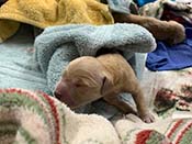 xanadu puppies newborn