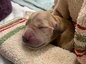 xanadu puppies newborn