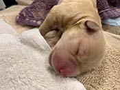 xanadu puppies newborn