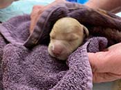 xanadu puppies newborn