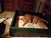 xanadu puppies newborn