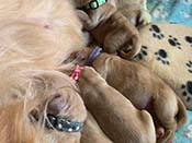 xanadu puppies newborn