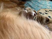 xanadu puppies newborn