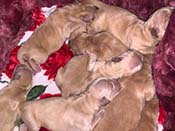 xanadu puppies newborn