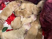 xanadu puppies newborn