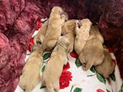 xanadu puppies newborn