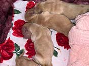 xanadu puppies newborn
